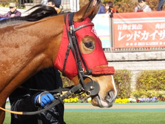 20150221 東京1R 3歳未勝利 フレンドマキシマム 05