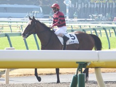 20161120 東京1R 2歳未勝利 メガポリゴン 19