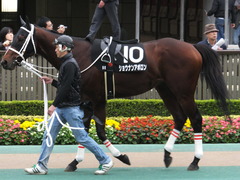 20141108 東京9R ショウナンアポロン 03
