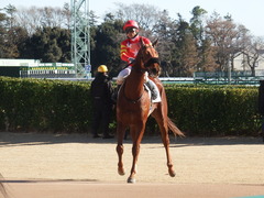 20181228 中山2R 2歳牝馬未勝利 パーフェクトワン 16
