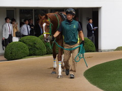 20150927 中山9R 芙蓉ステークス プランスシャルマン 08