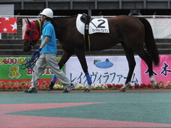 20170524 大井8R B2 マイネルグルマン 06