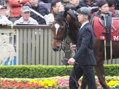 20141108 東京11R 京王杯2歳S マイネルグルマン 05