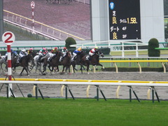 20141108 東京9R ショウナンアポロン 17