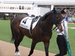 20160306 中山12R 4歳上1000万下 ロジダーリング 03