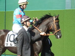 20190302 中山6R 3歳未勝利 マルニ 12