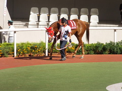 20150920 阪神11R ローズS(G2) レーヌドブリエ 03