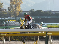 20131116 東京 メジロツボネ15