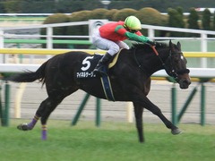 20190126 東京11R 白富士S 4歳上OP マイネルサージュ 17
