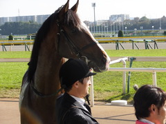 20131117 東京 ビップレボルシオン 23