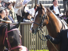 20131117 東京 ビップレボルシオン 07