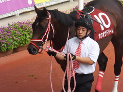 20170924 阪神11R 神戸新聞杯(G2) 3歳OP ホウオウドリーム 10