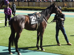 20150214 東京8R 春嶺JS メジロサンノウ 09