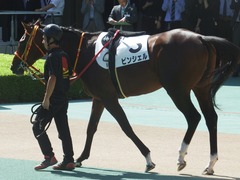 20181007 東京5R 2歳メイクデビュー ピンシェル 07