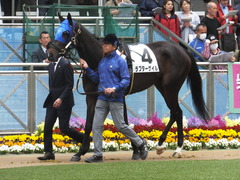 20180407 中山3R 3歳未勝利 ラプターゲイル 05