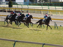 20150221 東京5R 3歳未勝利 トーセンカナロア 13