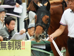 20171014 京都3R 2歳未勝利 ハルキスター 08