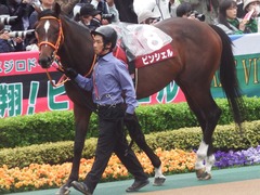 20190427 東京11R 青葉賞(G2) ピンシェル 03