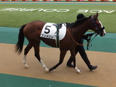 20161030 東京1R 2歳未勝利 プンメリン 06