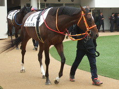 20181223 中山3R 2歳未勝利 ピンシェル 08