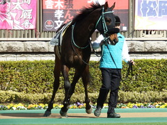 20180217 東京3R 3歳未勝利 ハッピーテーラー 13
