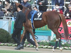 20190120 中山9R 菜の花賞 3歳(500) ポリアンサ 04