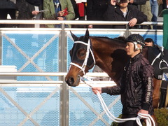 20160227 中山11R 総武S 4歳上OP ショウナンアポロン 06