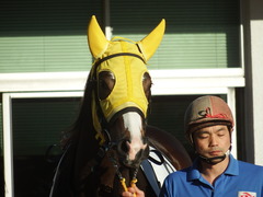 20181115 大井2R 2歳新馬 ラッキーナッキー 07