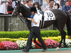 20160605 東京4R 3歳未勝利 ツボミ 04
