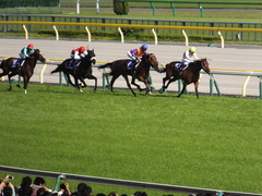 20140511 東京11R NHKマイルカップ(G1)ショウナンアチーヴ15