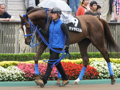 20150621 東京10R 芦ノ湖特別 マッサビエル 04