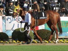 20190223 中山11R アクアマリンS 4歳上(1600) イサチルホープ 13