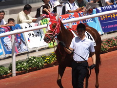 20160618 阪神8R 3歳上牝馬500万下 レーヌドブリエ 12
