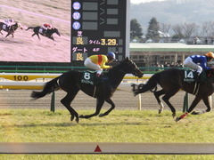 20150221 東京11R ダイヤモンドS(G3) ラブイズブーシェ 14