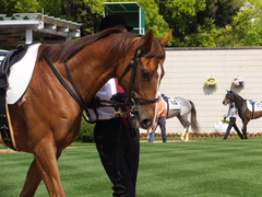 20150425 京都1R 3歳未勝利 ノアズアーク 03