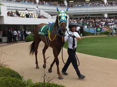 20150913 中山11R 京成杯AHC(G3) アルマディヴァン 09
