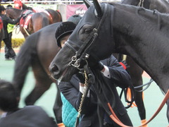 20141206 中京11R 金鯱賞(G2) サトノノブレス 10