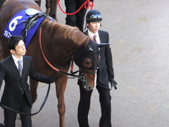 20131222 有馬記念 オルフェーブル 03