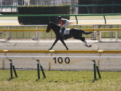 20150221 東京2R 3歳未勝利 コスモポッポ 08