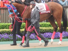 20190427 東京11R 青葉賞(G2) アドマイヤスコール 05