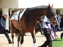 20180317 中山3R 3歳未勝利 エイカイオリンピア 05