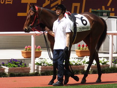 20170603 阪神3R 3歳未勝利 フェアチャイルド 12