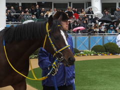 20150308 中山5R 3歳未勝利 ラッシュアタック 04