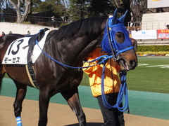 20170204 東京4R 4歳上障害未勝利 モーゼス 11