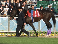 20190224 中山11R 中山記念(G2) マイネルサージュ 09