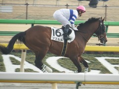 20180217 東京8R 4歳上500万下 プエルト 15