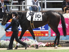 20160410 中山4R 3歳未勝利 ツボミ 03