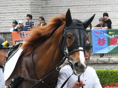 20170618 東京7R 33歳上500万下 ホウオウマリリン 05