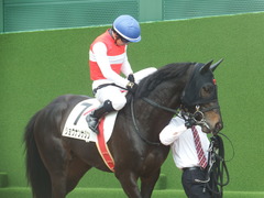 20190331 中山3R 3歳未勝利 ショウナンサジン 15