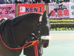 20140223 東京9R ショウナンラグーン 06